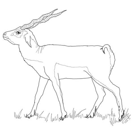 Black Buck Coloring Page